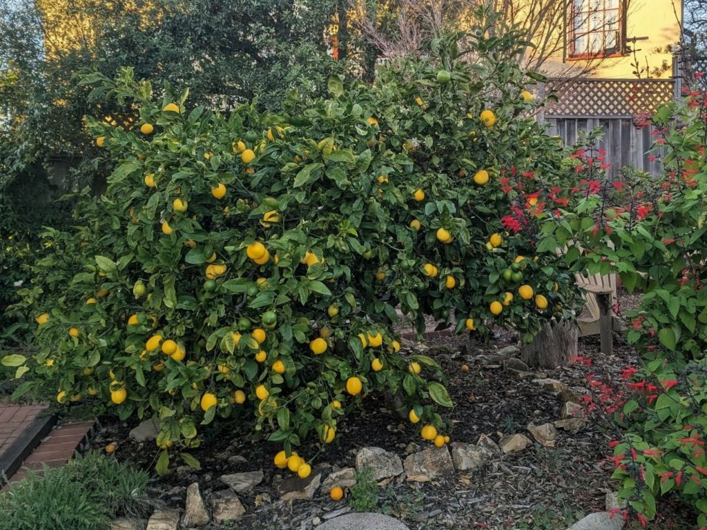 Picture of a lemon tree with lots of lemons.